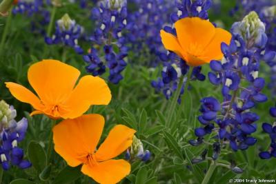 Poppies and Bluebonnets
