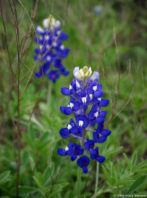 Bluebonnets