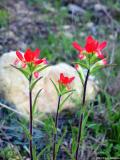 Indian Paintbrush Wildflowers