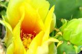 Prickly Pear Cactus Flower