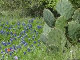 Bluebonnets w/ Prickly Pear Cactus