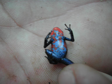 Blue Jean Poison Dart Frog
