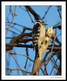 Downy Woodpecker