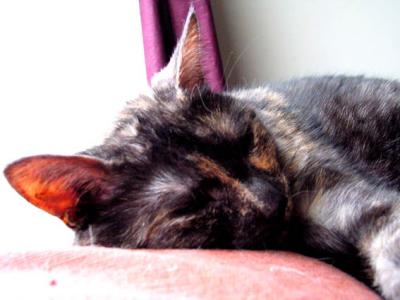 mormel sleeping