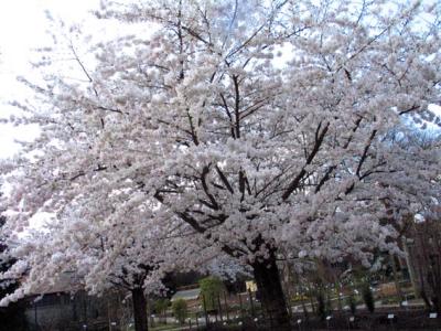 cherry tree 1.jpg