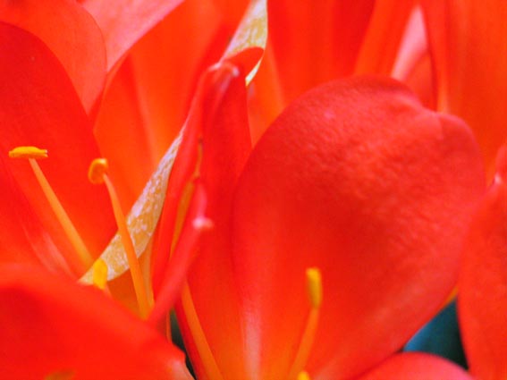 red and yellow