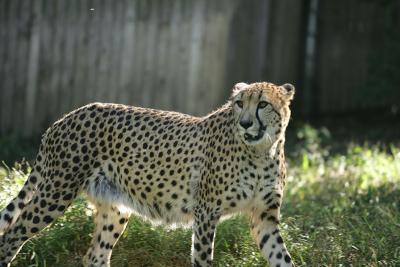 cheetah01.jpg