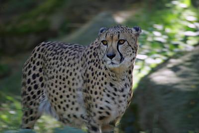 cheetah02.JPG
