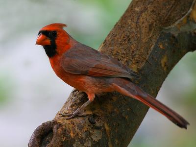 American Cardinal