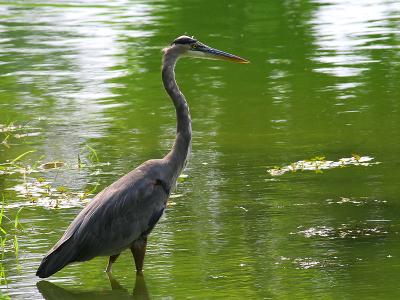 Great Blue Heron