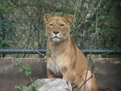 lioness-guard.jpg