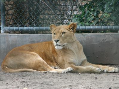 lioness.jpg