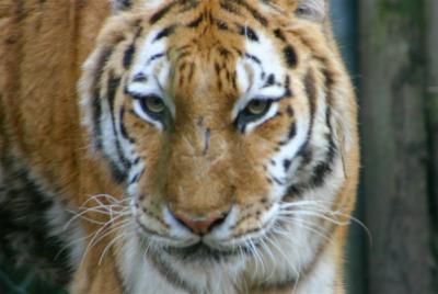 tiger-eyecontact.jpg