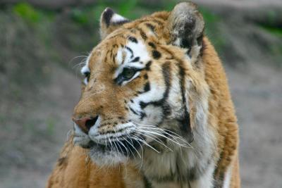 tiger-sideview.jpg