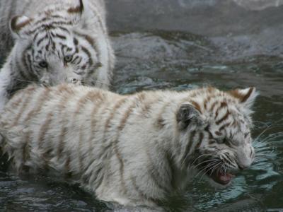 White tiger cubs
