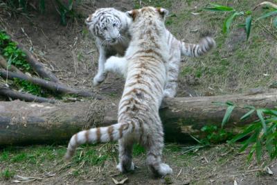 wt-fight4.jpg