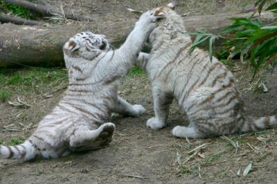 wt-fight5.jpg