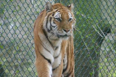 tiger-fence.jpg