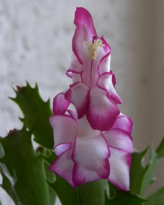 Christmas Cactus