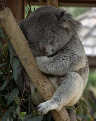 This is what Koalas do - Snooze