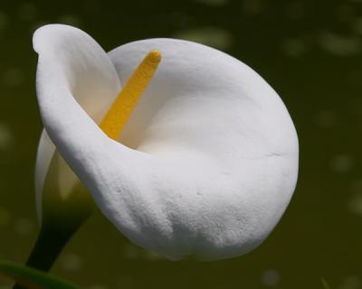 White Cala Lily
