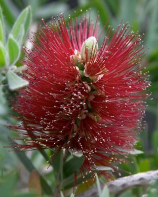 Red Explosion