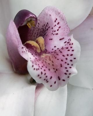 Purple Orchid