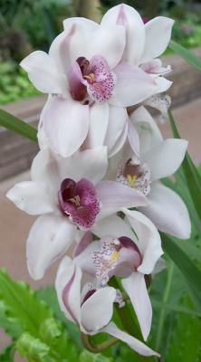 Orchid Tree