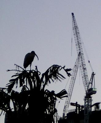 Cranes-1