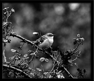 chubbybird