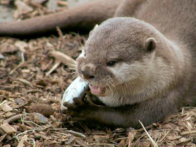 Otters