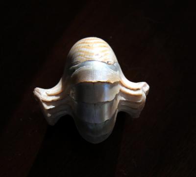 Nautillus shell