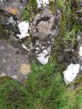 Lichen and Wort on the Rocks