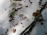 Tracking a mink