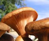 Mushroom 348