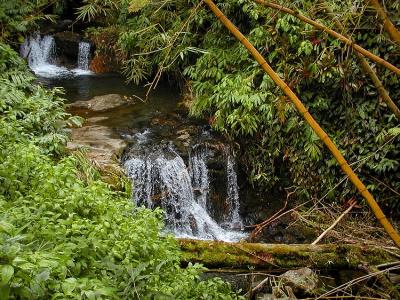 Akaka Falls State Park.jpg