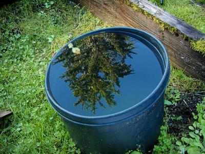 Halibut Tub Reflection