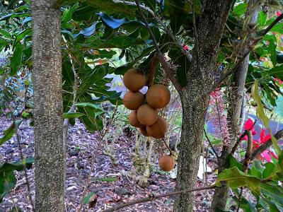Macadamia Nuts