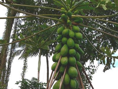 Papaya's