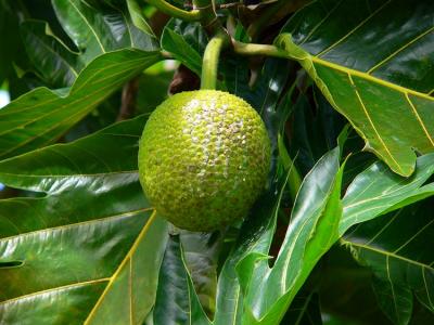 Bread Fruit