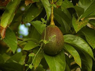 Avocado
