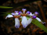 Wild Iris.jpg