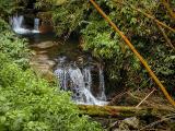 Akaka Falls State Park.jpg
