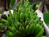 Apple Bananas