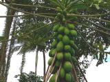 Papayas