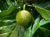 Bread Fruit