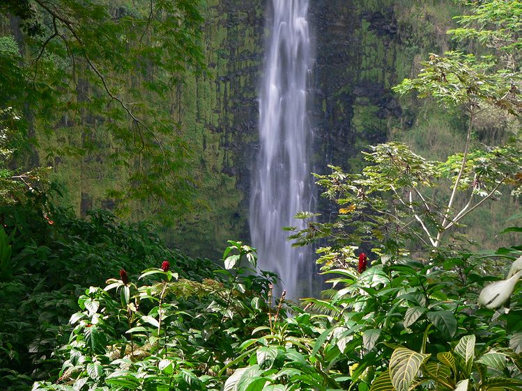 Akaka Falls #3