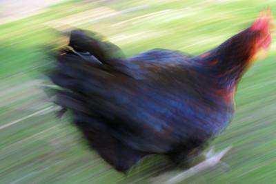 Apr 2: More chicken racing