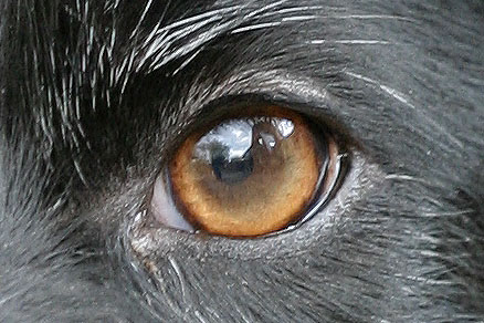 rosie-eye.jpg