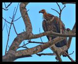 Himalayan Griffon Vulture 01